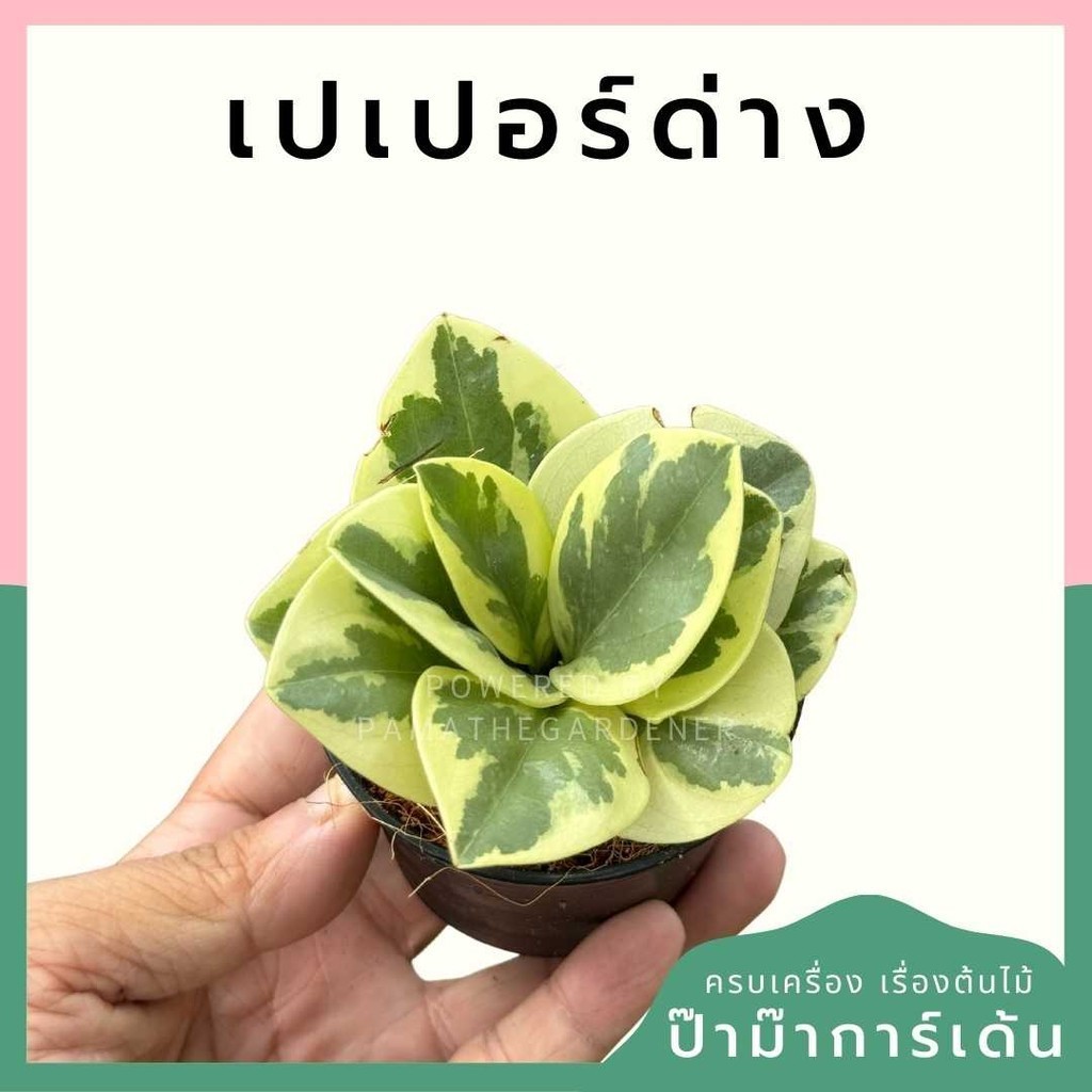 เปเปอร์หยกด่าง พร้อมกระถาง 3 นิ้ว