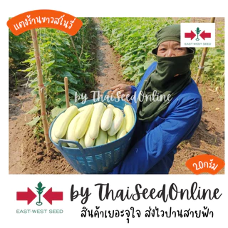 ตราศรแดง GGEW เมล็ดพันธุ์ แตงร้านสีขาวสโนวี่ 40 เมล็ด ตราศรแดง