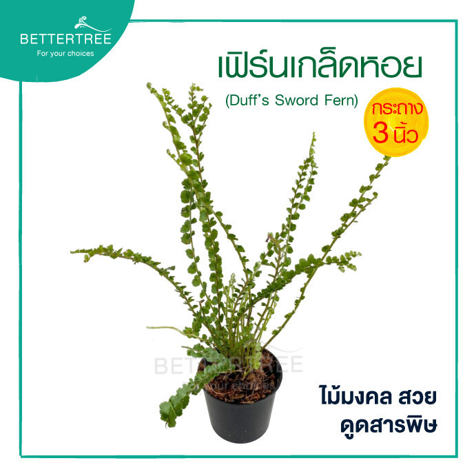 เฟิร์นเกล็ดหอย กระถาง 3 นิ้ว ไม้ฟอกอากาศ ต้นไม้มงคล