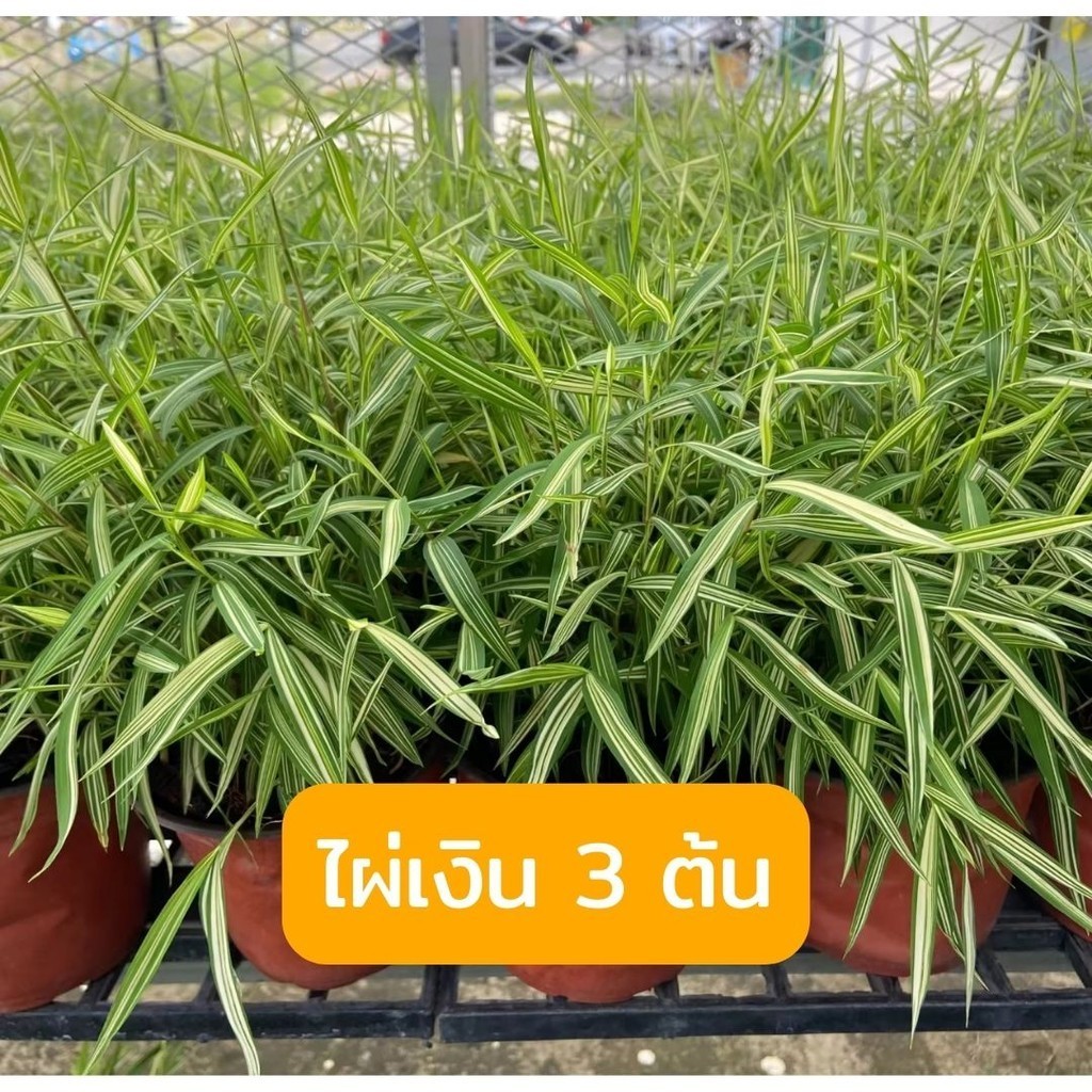 รวมคุ้ม set ถูกกว่า ต้นไผ่เงิน 3 ต้น