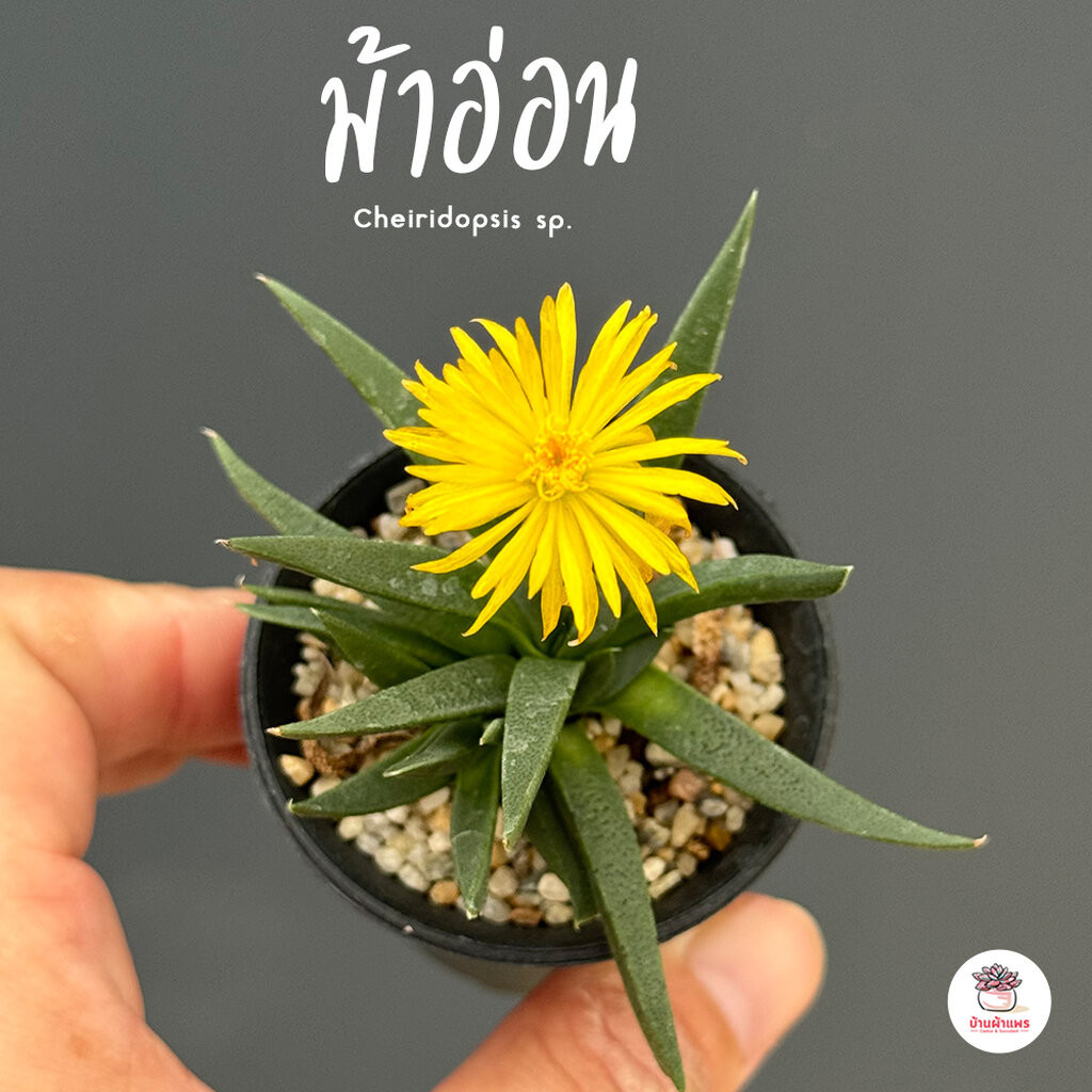 ม้าอ่อน Cheiridopsis sp. ไม้อวบน้ำ กุหลาบหิน แคคตัส กระบองเพชร cactus&succulent