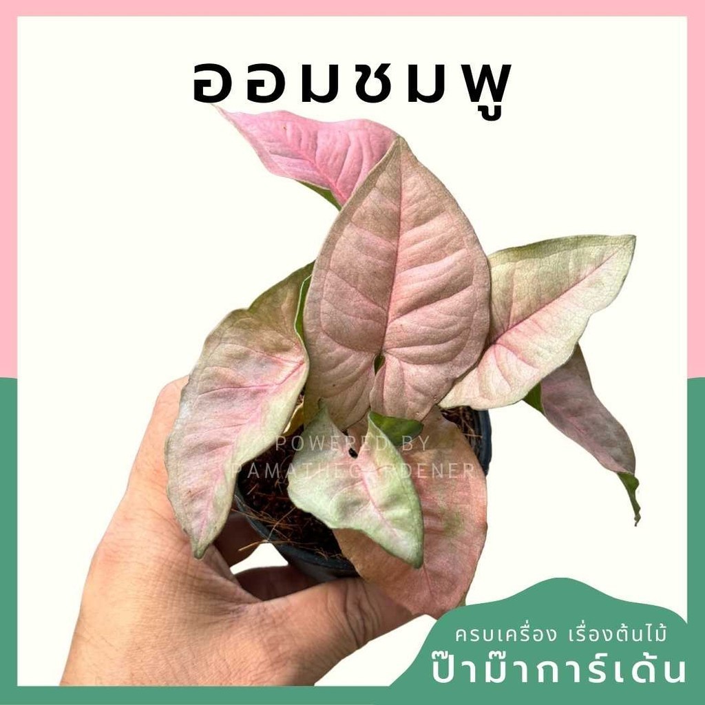 ออมชมพู พร้อมกระถาง 3 นิ้ว