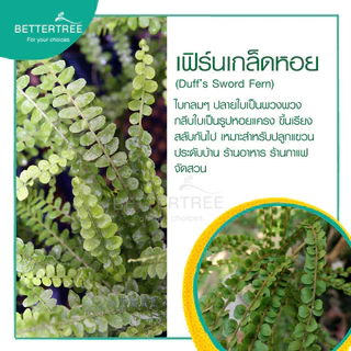 เฟิร์นเกล็ดหอย กระถาง 3 นิ้ว ไม้ฟอกอากาศ ต้นไม้มงคล