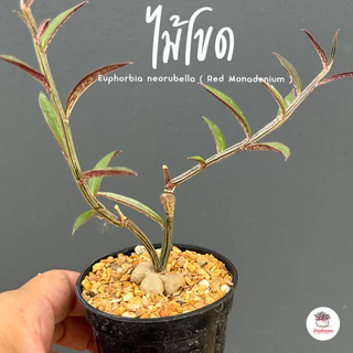 ไม้โขด Euphorbia neorubella ( Red Monadenium ) ไม้อวบน้ำ กุหลาบหิน cactus&succulentหลากหลายสายพันธุ์