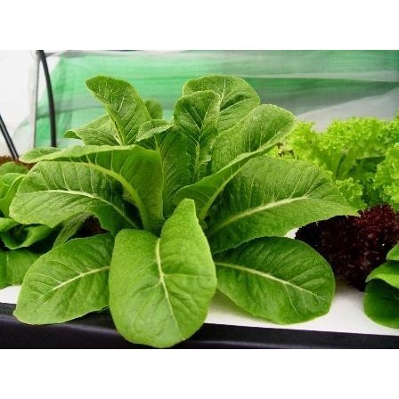 เมล็ดพันธุ์ สลัดกรีนคอส ผักกสวนครัว 100-200 เมล็ด มีคู่มือปลูก [10 แถม 1 คละได้]