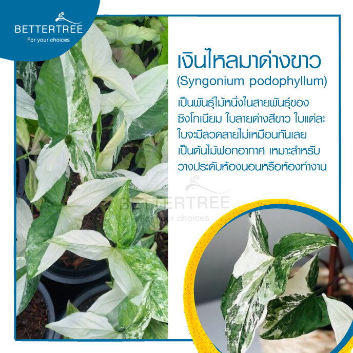 เงินไหลมาด่างขาว(จำนวน 1 ต้น)เลี้ยงน้ำได้  ความยาวต้นประมาณ 25 cm  ไม้มงคล ไม้ฟอกอากาศ ราคา ถูกที่สุด ดีลบีเคเค แกลเลอรีภาพที่ 4
