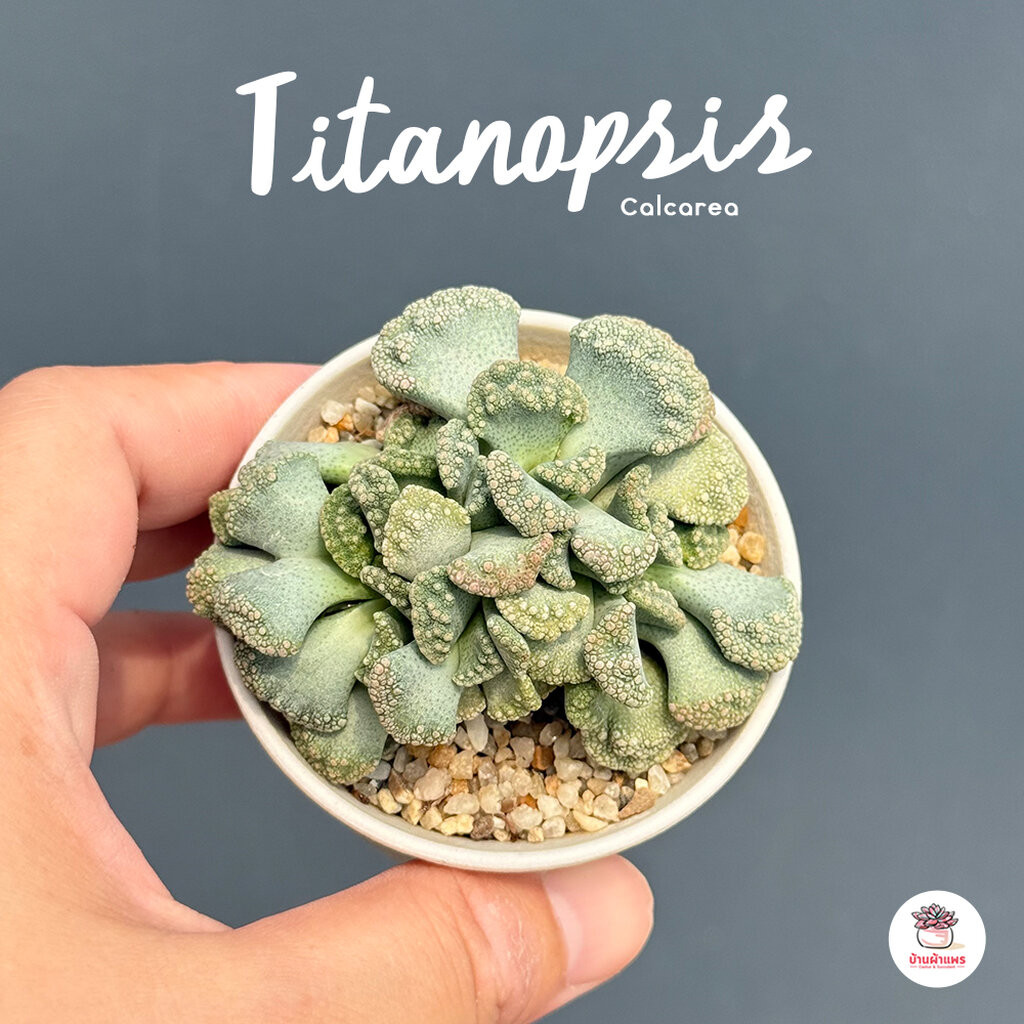 Titanopsis fulleri กุหลาบหิน cactus&succulentหลากหลายสายพันธุ์