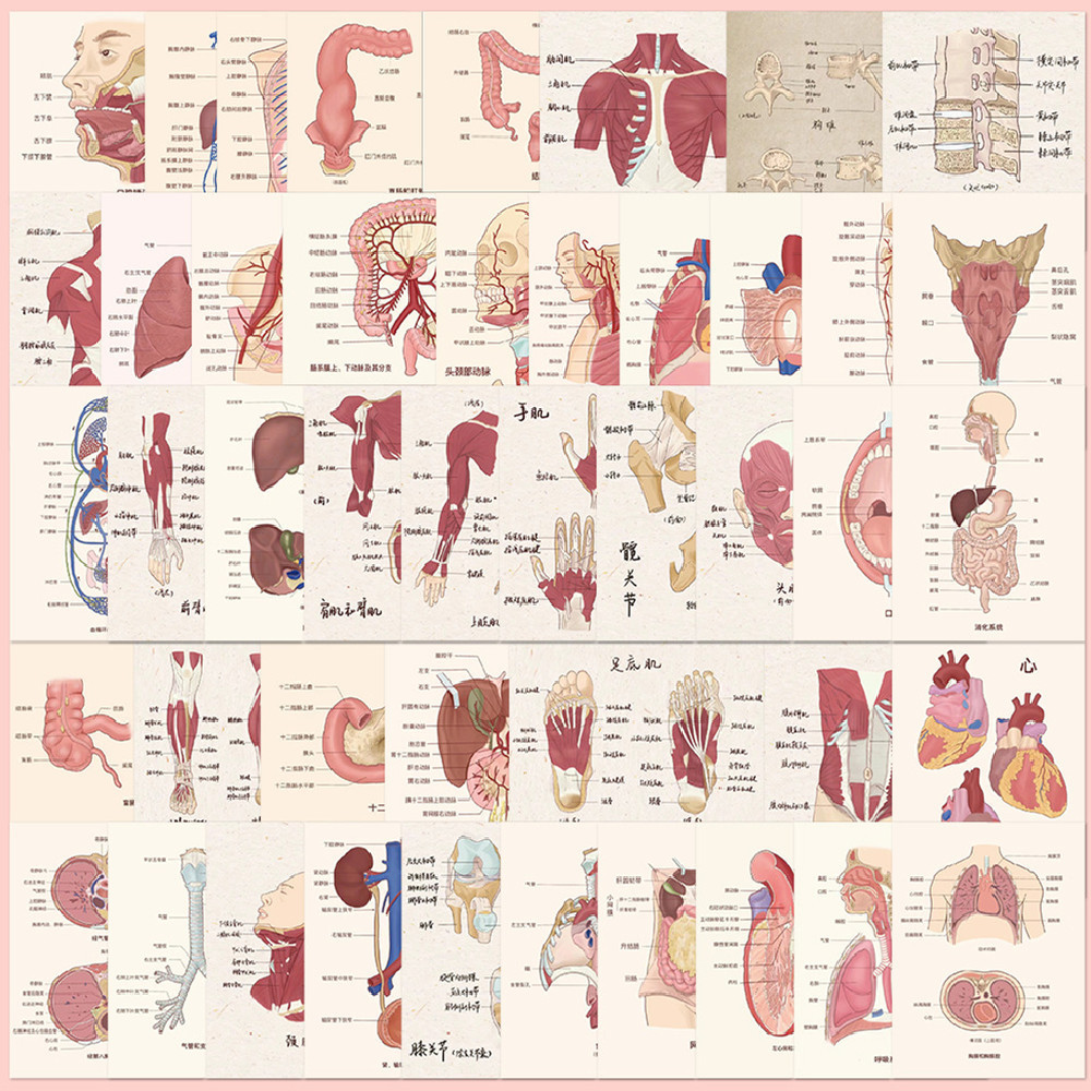 ❉ Human Anatomy Poster Series 01 Stickers ❉ 50Pcs/Set DIY Waterproof Fashion Decals Doodle Stickers