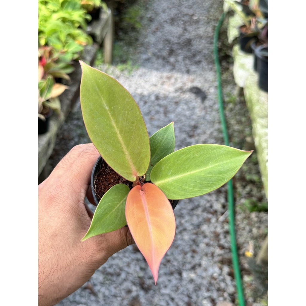 มุมมอง 3