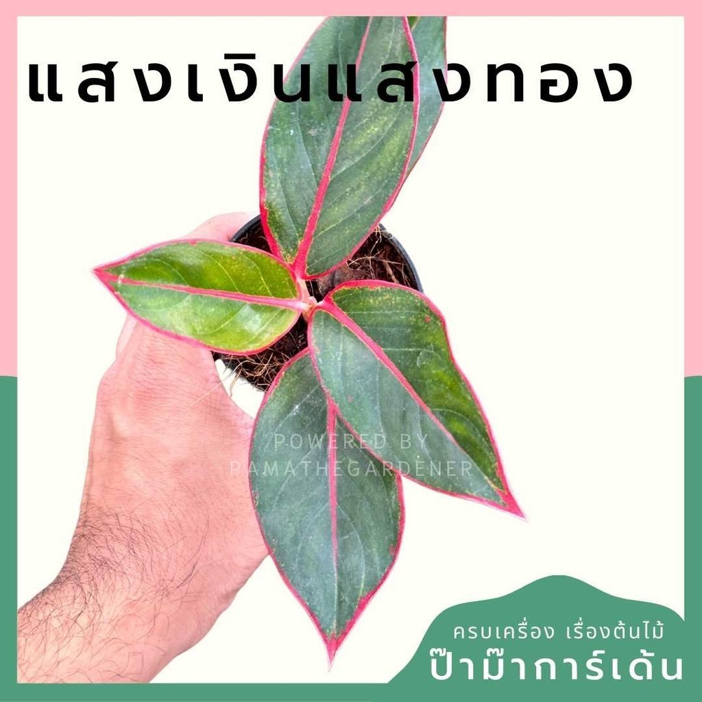 แสงเงินแสงทอง พร้อมกระถาง 3 นิ้ว