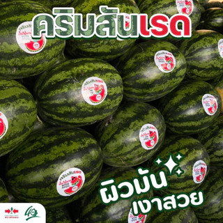 GGEW เมล็ดพันธุ์ซฟ เมล็ดพันธุ์แตงโม คริมสันเรด 40เมล็ด F1 40เมล็ด ตราศรแดง CrimsonRed Watermelon