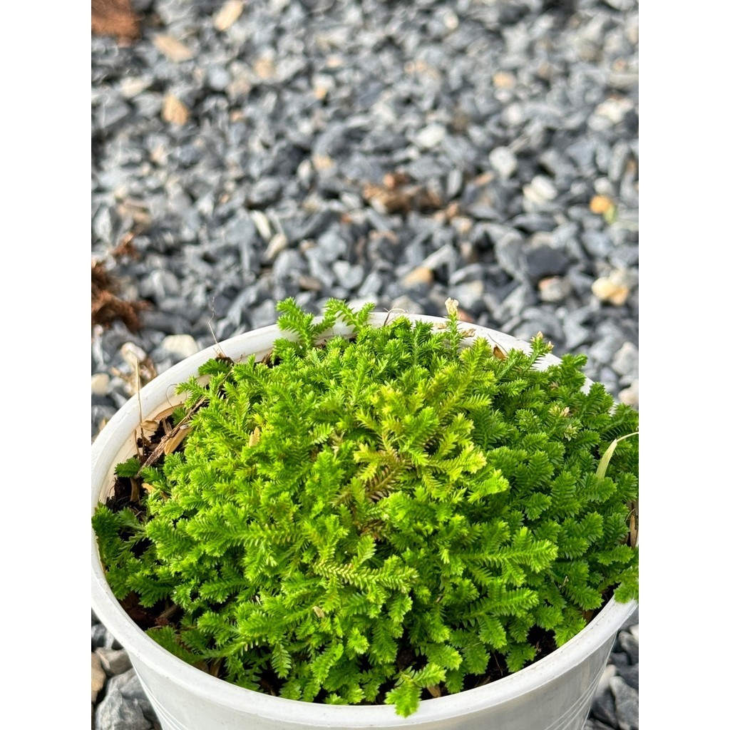 มุมมอง 3