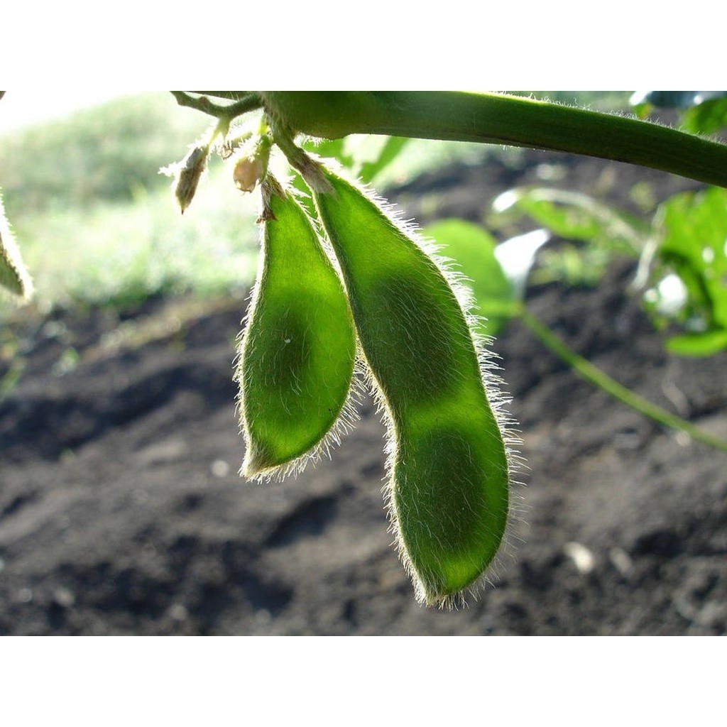 เมล็ดพันธุ์ ถั่วแระญี่ปุ่น หอมกลิ่นใบเตย เมล็ดพันธุ์ถั่วเเระญี่ปุ่น 10-25 เมล็ด มีคู่มือการปลูก [10 แถม 1 คละได้] - รูปที่ 2