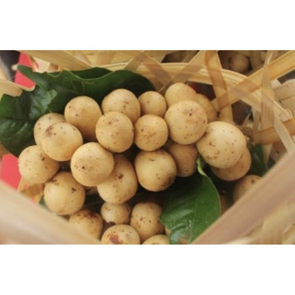 ต้นพันธุ์ ลอกกอง ตันหยงมัสแท้ ต้นพันธุ์แท้ สูงประมาณ 60 ถึง 70เซนติเมตร ต้นพันธุ์เสียบยอดติดสนิท ปลูก 3 ปี ให้ผลผลิตแล้ว - รูปที่ 4