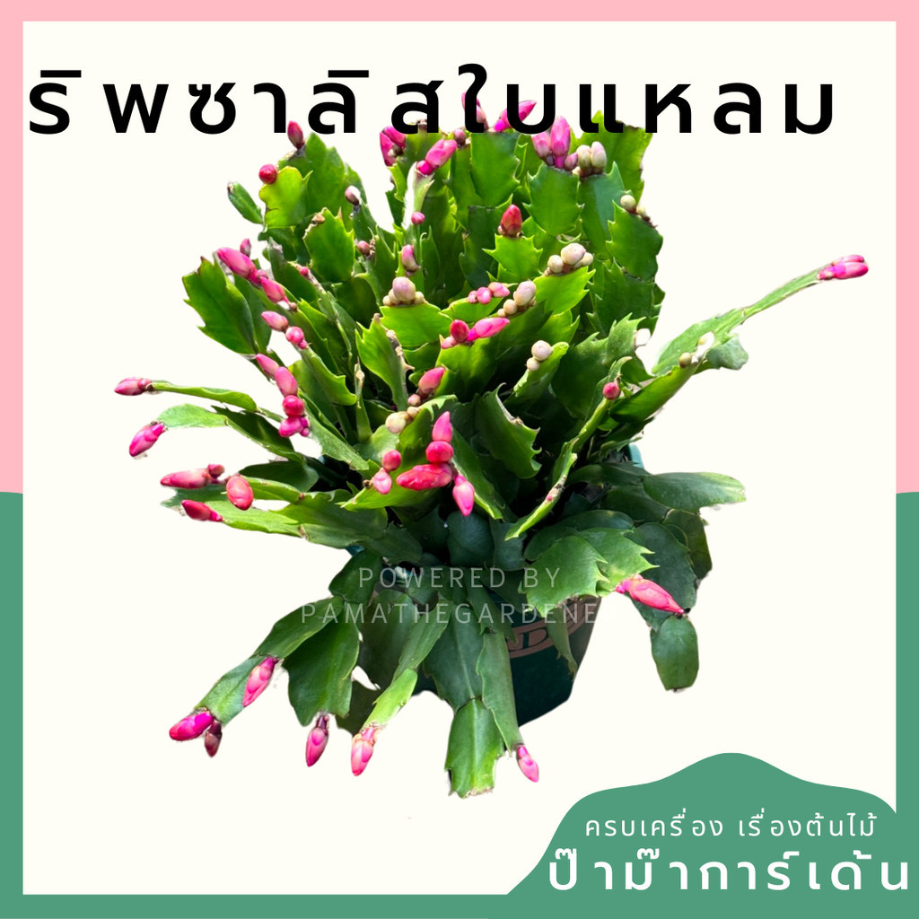 ริพซาลิส โบตั๋นแคระ กระถาง 4-5 นิ้ว