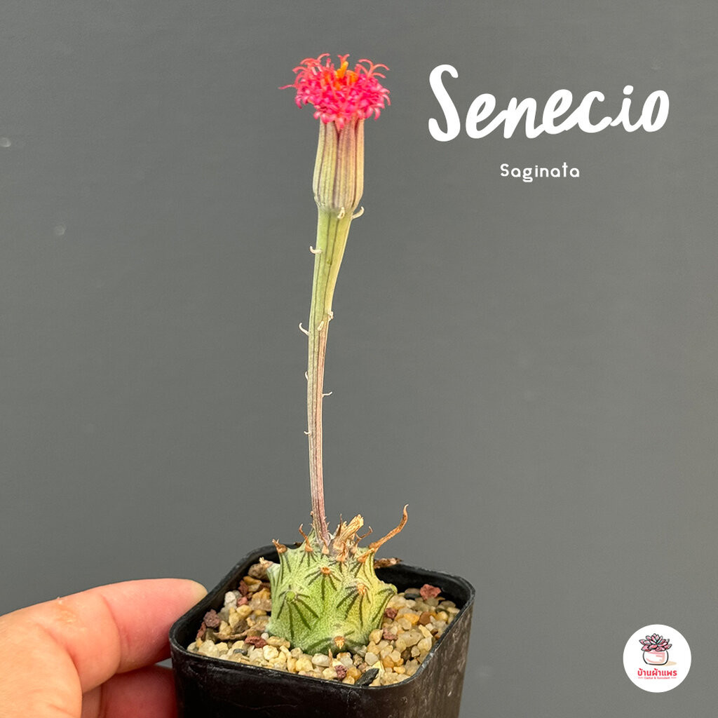 Senecio Saginata ไม้อวบน้ำ กุหลาบหิน cactus&amp;succulentหลากหลายสายพันธุ์