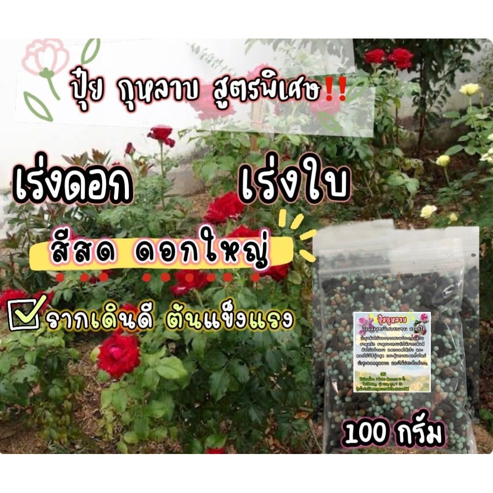 ปุ๋ยกุหลาบ สูตรใหม่เห็นผลไว10 เท่า ช่วยในเรื่อง เร่งดอก เร่งใบ ยอดแตกดี กุหลาบสีสด  ขนาด 100 กรัม
