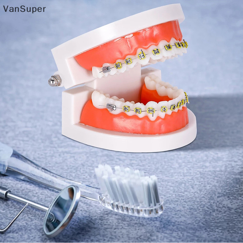 Vansuper โมเดลฟันปลอม โลหะ อุปกรณ์การเรียนการสอน สําหรับเด็ก