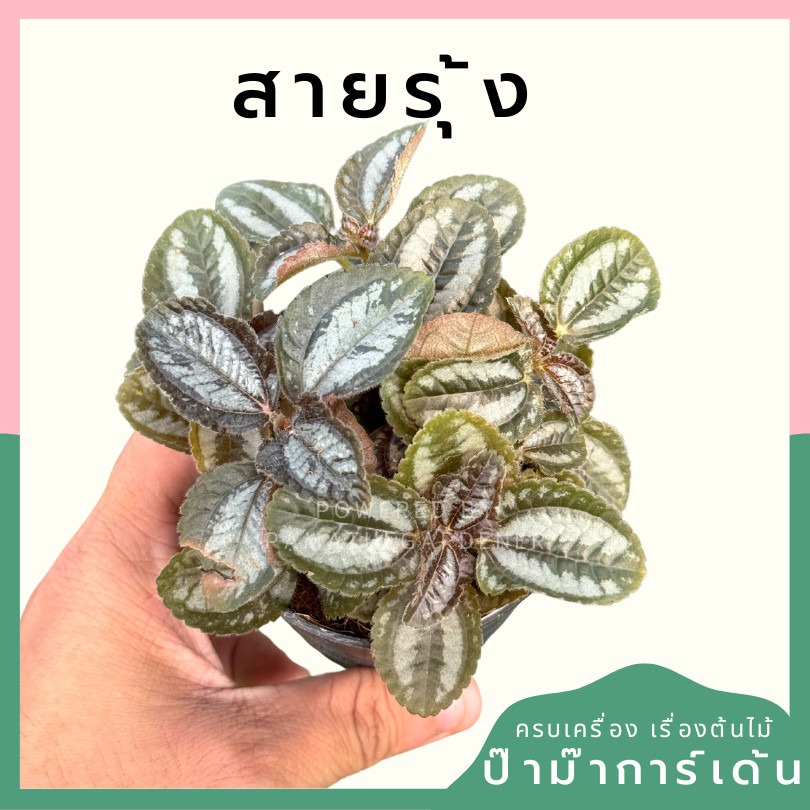 ต้นสายรุ้ง กระถาง 3 นิ้ว