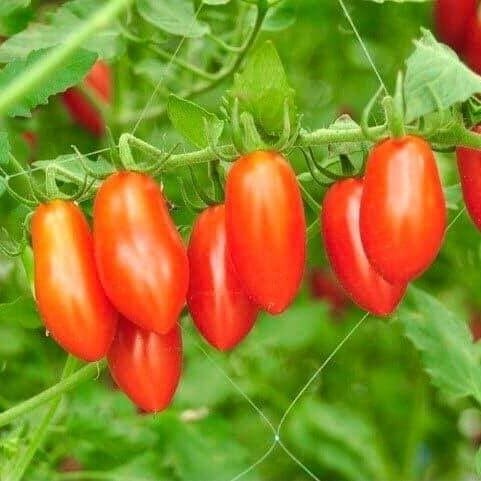 เมล็ดพันธุ์ มะเขือเทศราชินี มะเขือเทศ เชอรี่ สีแดง ทานสด ตัวเลือก 9-25 เมล็ด [10 เเถม 1 คละได้]