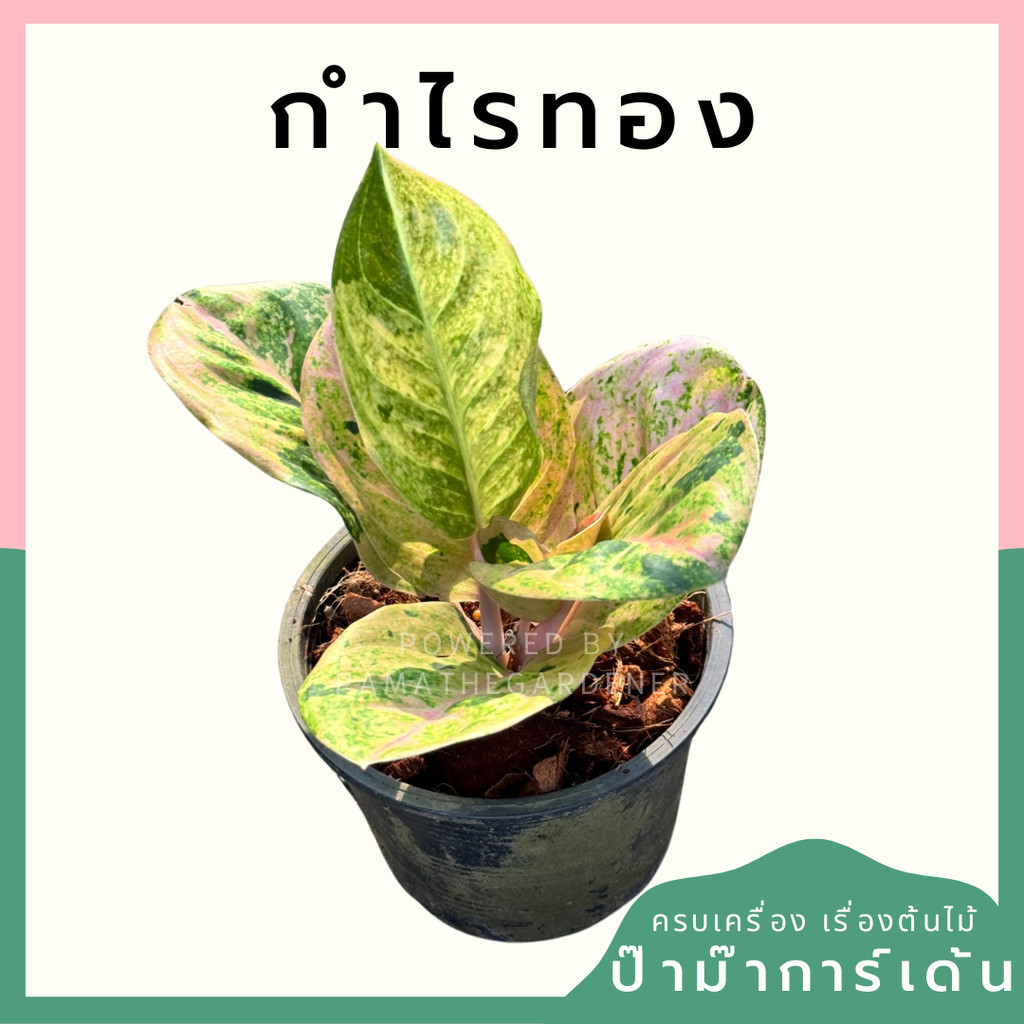 อโกลนีม่า กำไลทอง กระถาง 5 นิ้ว