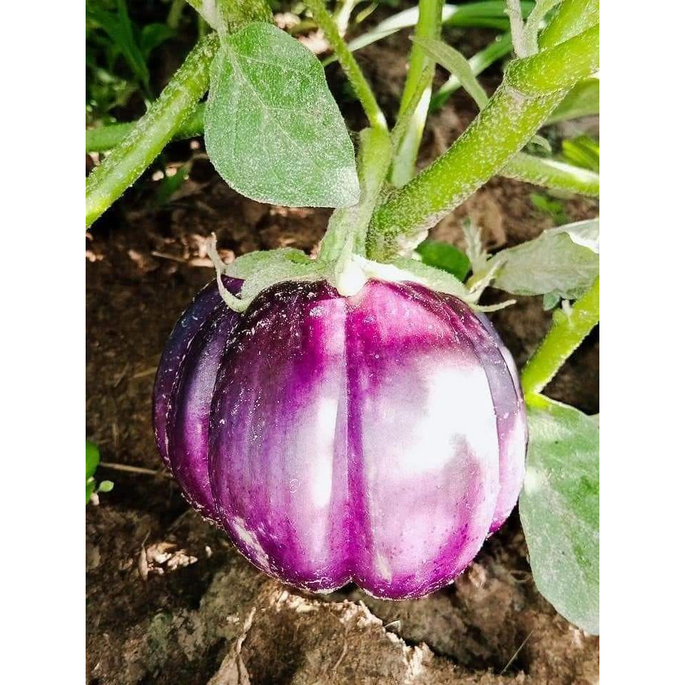 เมล็ดพันธุ์ มะเขือ จานม่วง มะเขือเปราะจานสีม่วง 40-100 เมล็ด มีคู่มือ [ซื้อ 10 แถม 1 คละได้] - รูปที่ 3