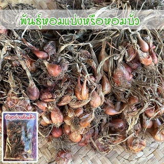 พันธุ์หอมแบ่งศรีสะเกษ หอมบั่ว ต้นหอม หัวสวยแบบไม่ตัดจุก ปลูกง่าย โตเร็ว ผลผลิตสูง มีคู่มือการปลูก