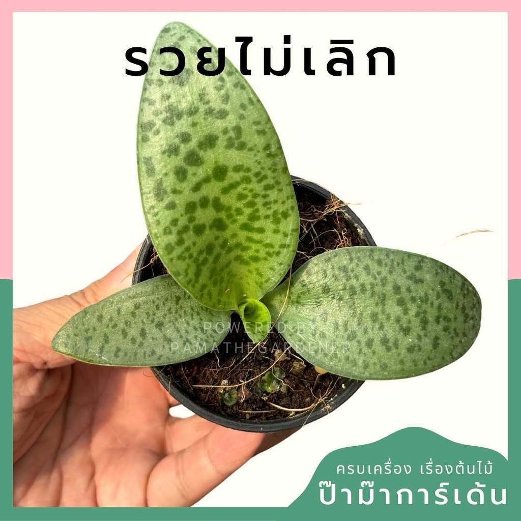 รวยไม่เลิก พร้อมกระถาง 3 นิ้ว