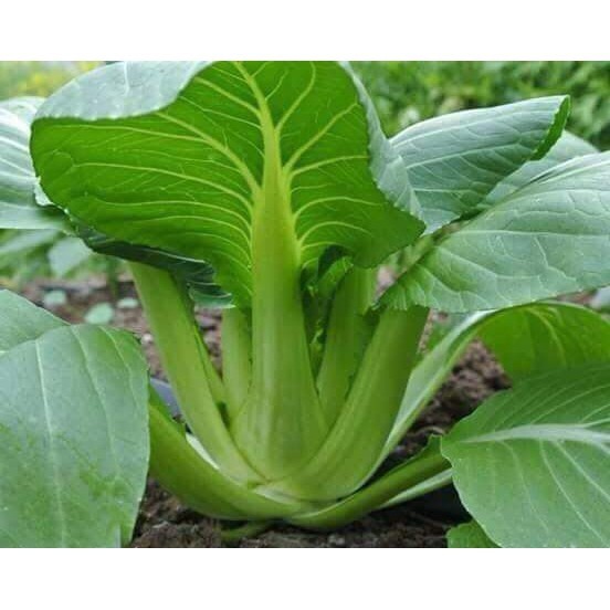 เมล็ดผัก กวางตุ้งพันธุ์ฮ่องเต้ 300-700 เมล็ด คัดพิเศษ เมล็ดพันธุ์ ปลูกง่าย โตเร็ว  (ซื้อ 10 เเถม 1 คละได้)