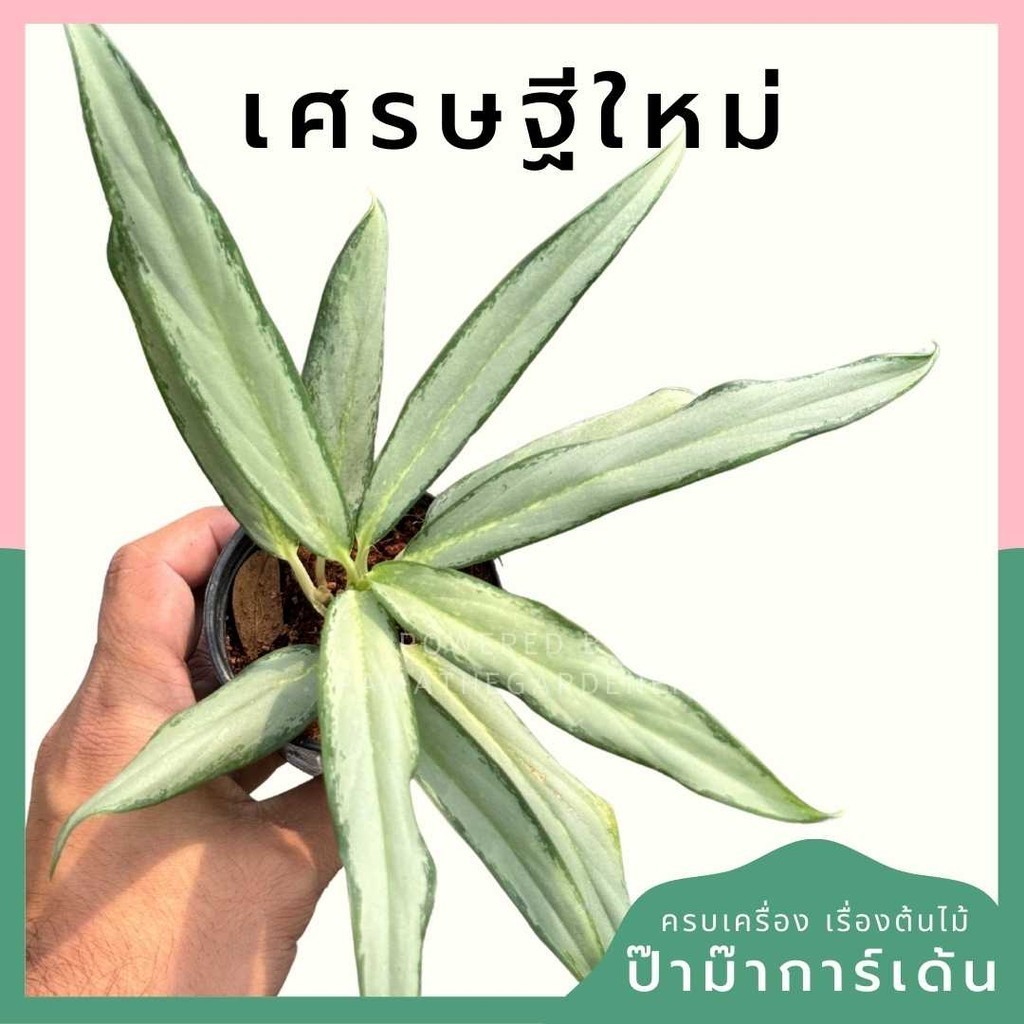 เศรษฐีใหม่ พร้อมกระถาง 3 นิ้ว