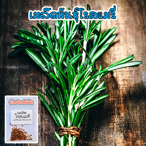 เมล็ดพันธุ์ โรสแมรี Rosemary ปลูกง่าย อัตรางอกสูง 9-25 เมล็ด ออร์แกนิค (ซื้อ 10 แถม 1 คละได้)