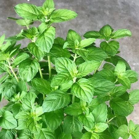 มิ้นญี่ปุ่น สเปียร์มินต์ เมล็ดพันธุ์   Japanese mint 90-200 เมล็ด (ซื้อ 10 แถม 1 คละได้) ราคา ถูกที่สุด ดีลบีเคเค แกลเลอรีภาพที่ 4