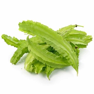 เมล็ดพันธุ์ ถั่วพู ถั่วพูเขียว 20 เมล็ด มีคู่มือปลูก [10 แถม…