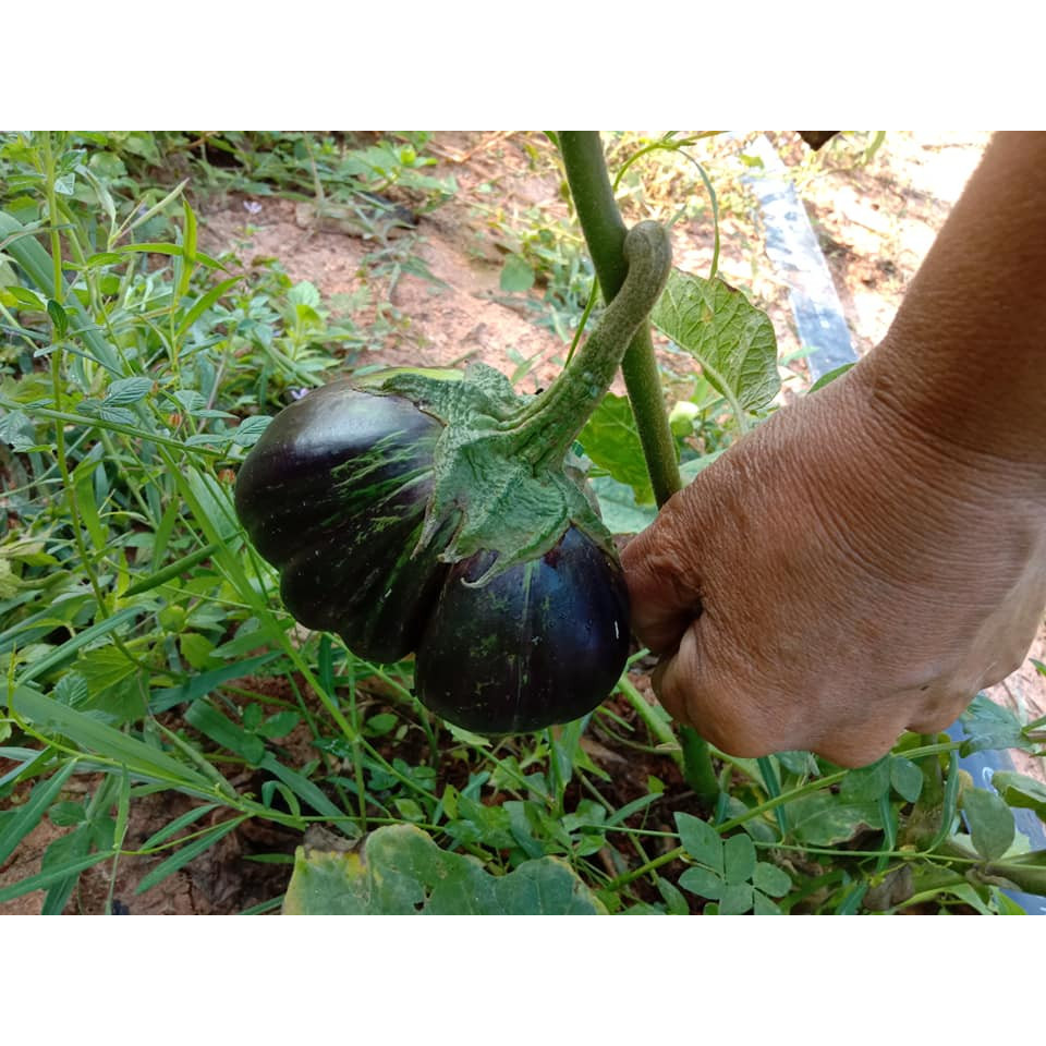 เมล็ดพันธุ์ มะเขือ จานม่วง มะเขือเปราะจานสีม่วง 40-100 เมล็ด มีคู่มือ [ซื้อ 10 แถม 1 คละได้] - รูปที่ 2