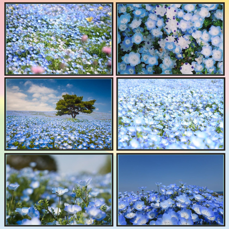 📣พร้อมส่ง📣【Flowers】jigsaw puzzle-จิ๊กซอว์-300-1000-ชิ้น- ชิ้นของเด็ก จิ๊กซอว์ไม้ 1000 ชิ้น จิ๊กซอว์ 1000 ชิ้นสำหรับผู้ใหญ่ จิ๊กซอ จิ๊กซอว์ 500 ชิ้น🧩46-1-2 จิ๊กซอว์ 1000 ชิ้น สำหรับ ผู้ใหญ่ ตัวต่อจิ๊กซอว์ จิ๊กซอว์ การ์ตูน