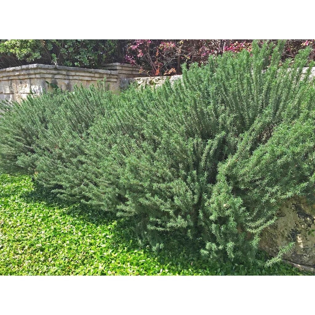 เมล็ดพันธุ์ โรสแมรี Rosemary ปลูกง่าย อัตรางอกสูง 9-25 เมล็ด ออร์แกนิค (ซื้อ 10 แถม 1 คละได้) - รูปที่ 2
