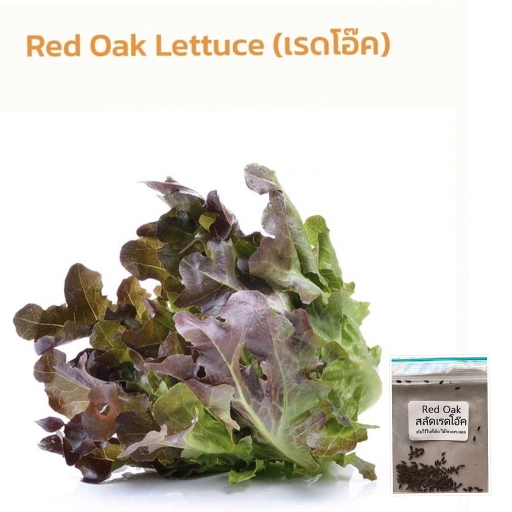 เมล็ดพันธุ์ ผักสลัดเรดโอ๊ค ใบใหญ่ 200 เมล็ด มีคู่มือปลูก [10 แถม 1 คละได้] - รูปที่ 3