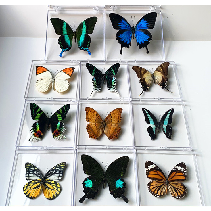 Butterfly Specimen Ornaments Real Insect Spreading Wings Student Creative Birthday Gift Transparent Box RRET