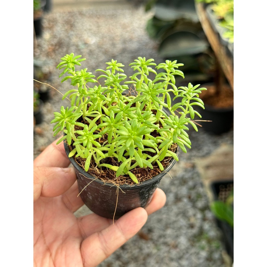 มุมมอง 3