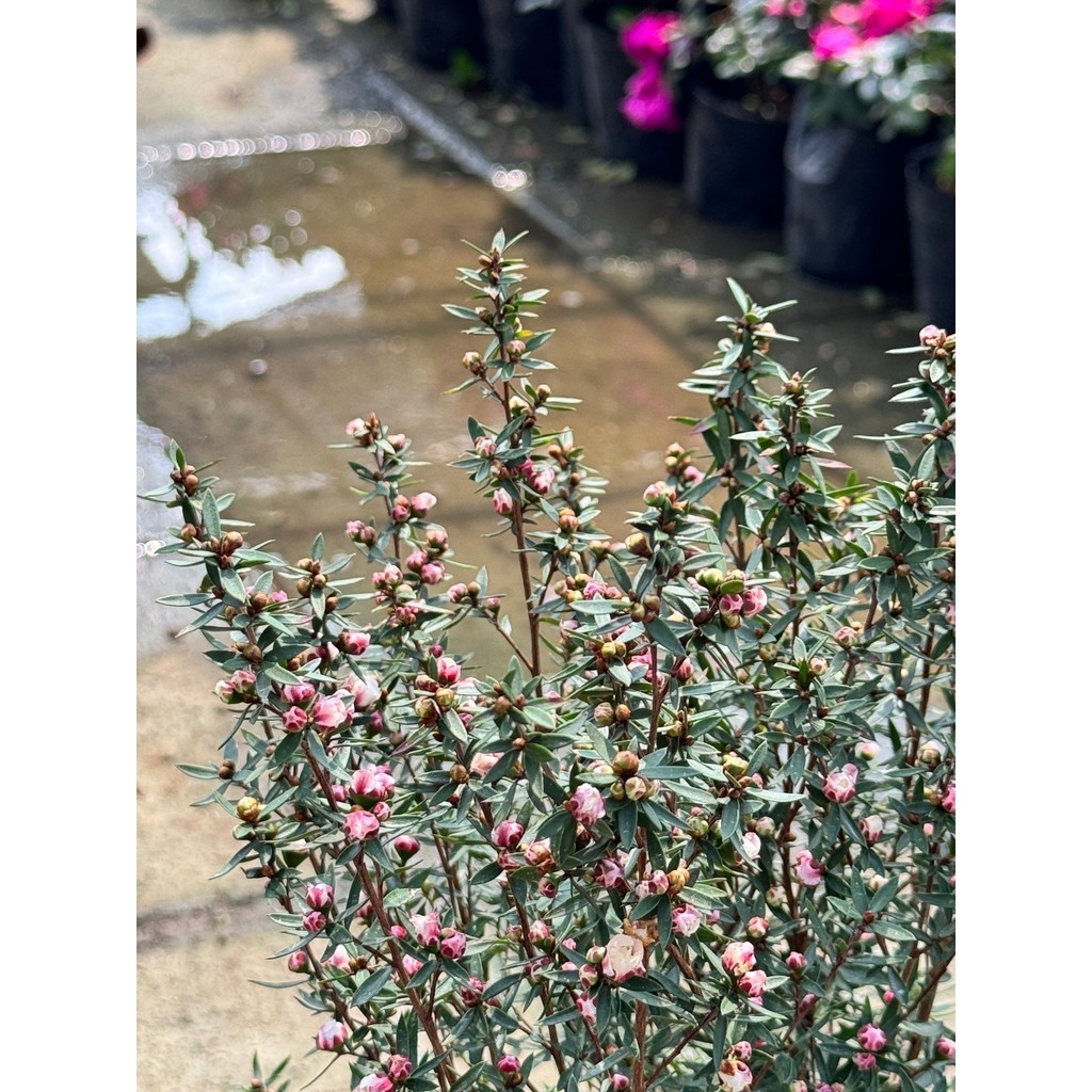 มุมมอง 5