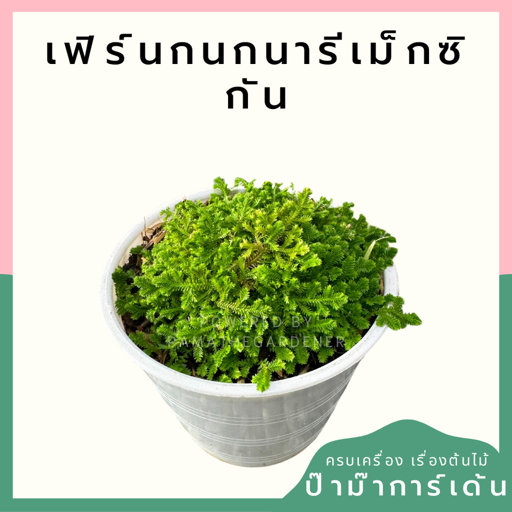 เฟิร์นกนกนารีเม็กซิกัน กระถาง 4 นิ้ว