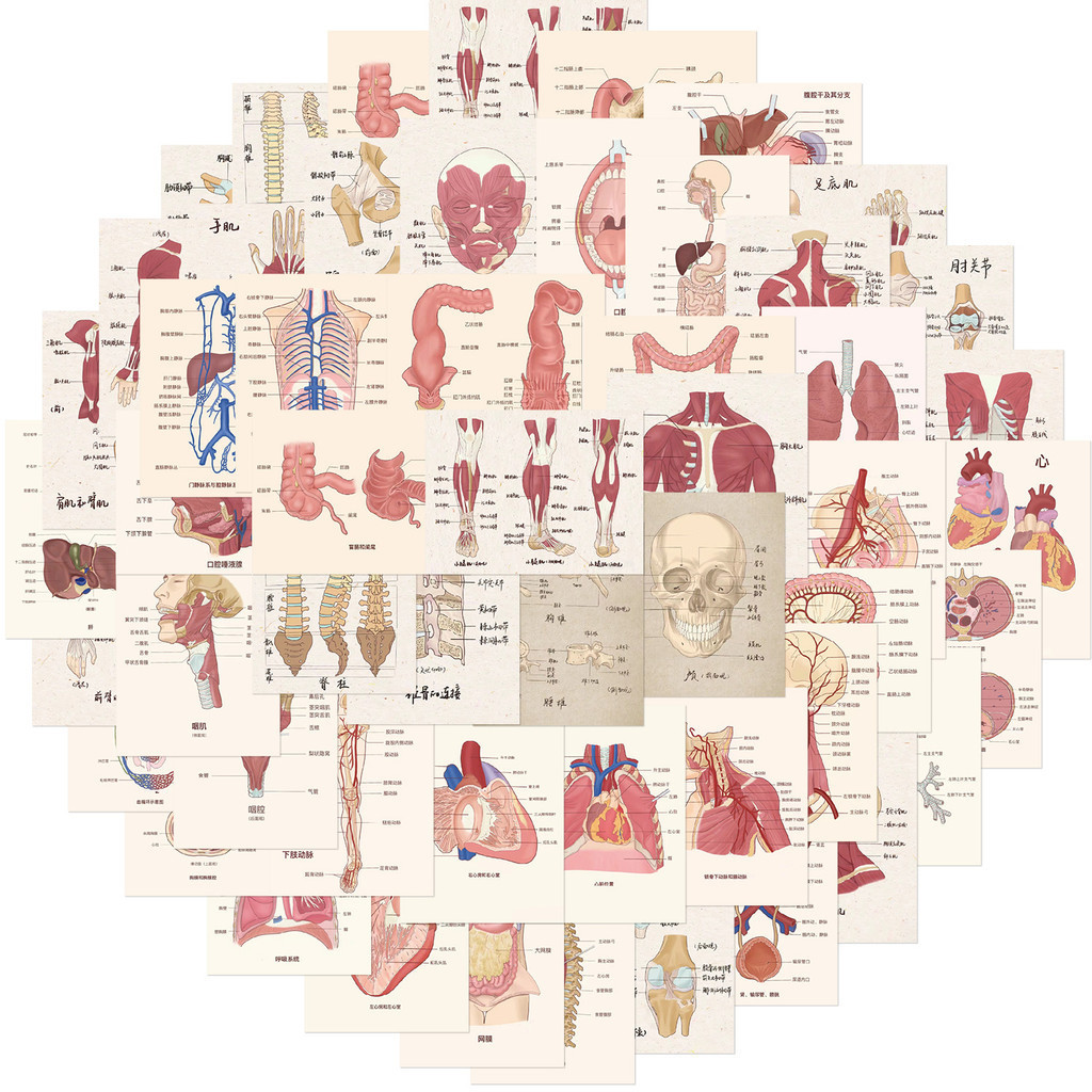 50Pcs/Set ❉ Human Anatomy Poster Series 01 Stickers ❉ DIY Waterproof Fashion Decals Doodle Stickers