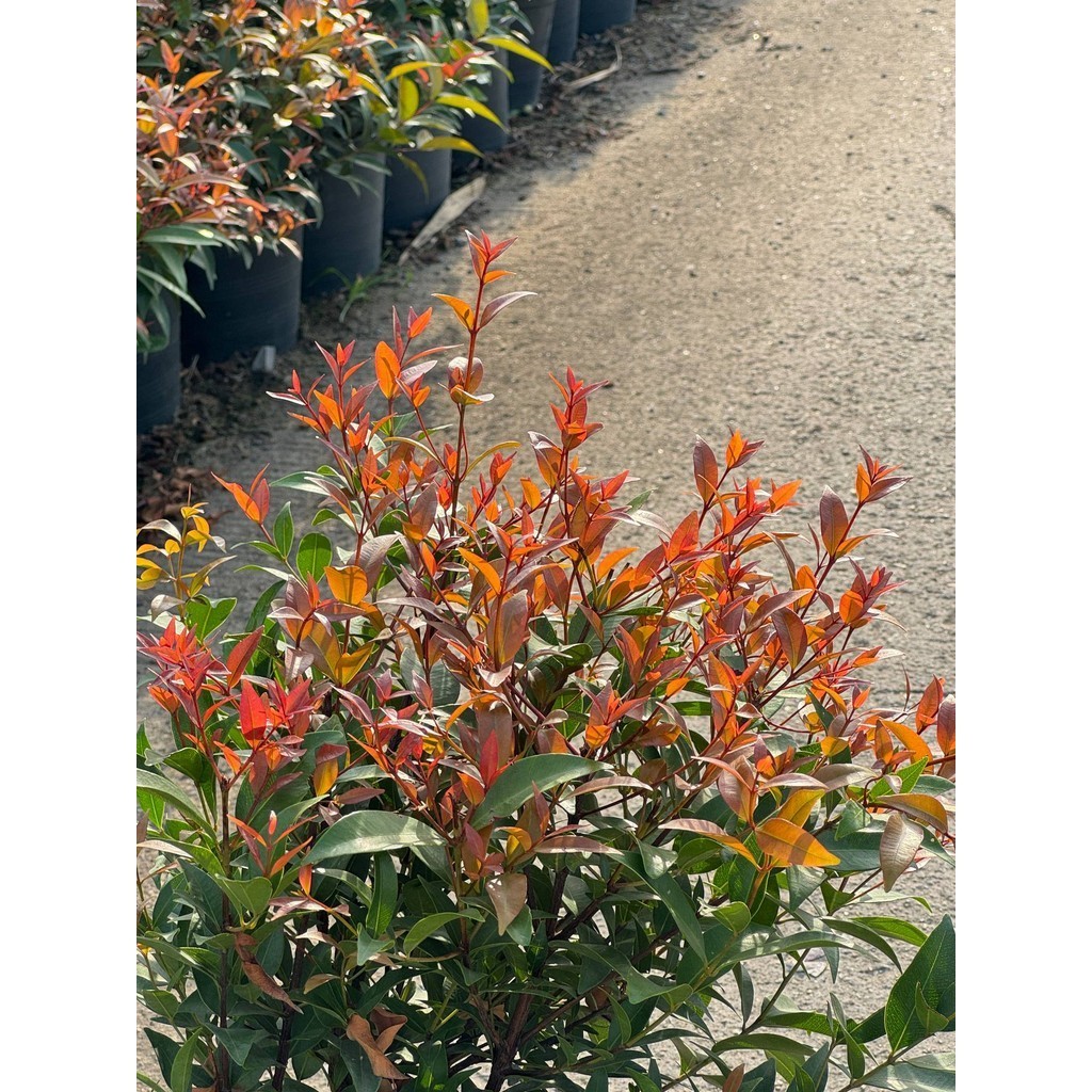 มุมมอง 6