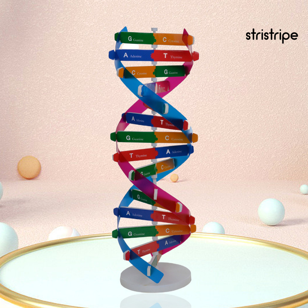 [STR] ของเล่นโมเดล DNA โครงสร้างเฮลิกซ์คู่ ABS DIY สําหรับวิทยาศาสตร์ชีวภาพ