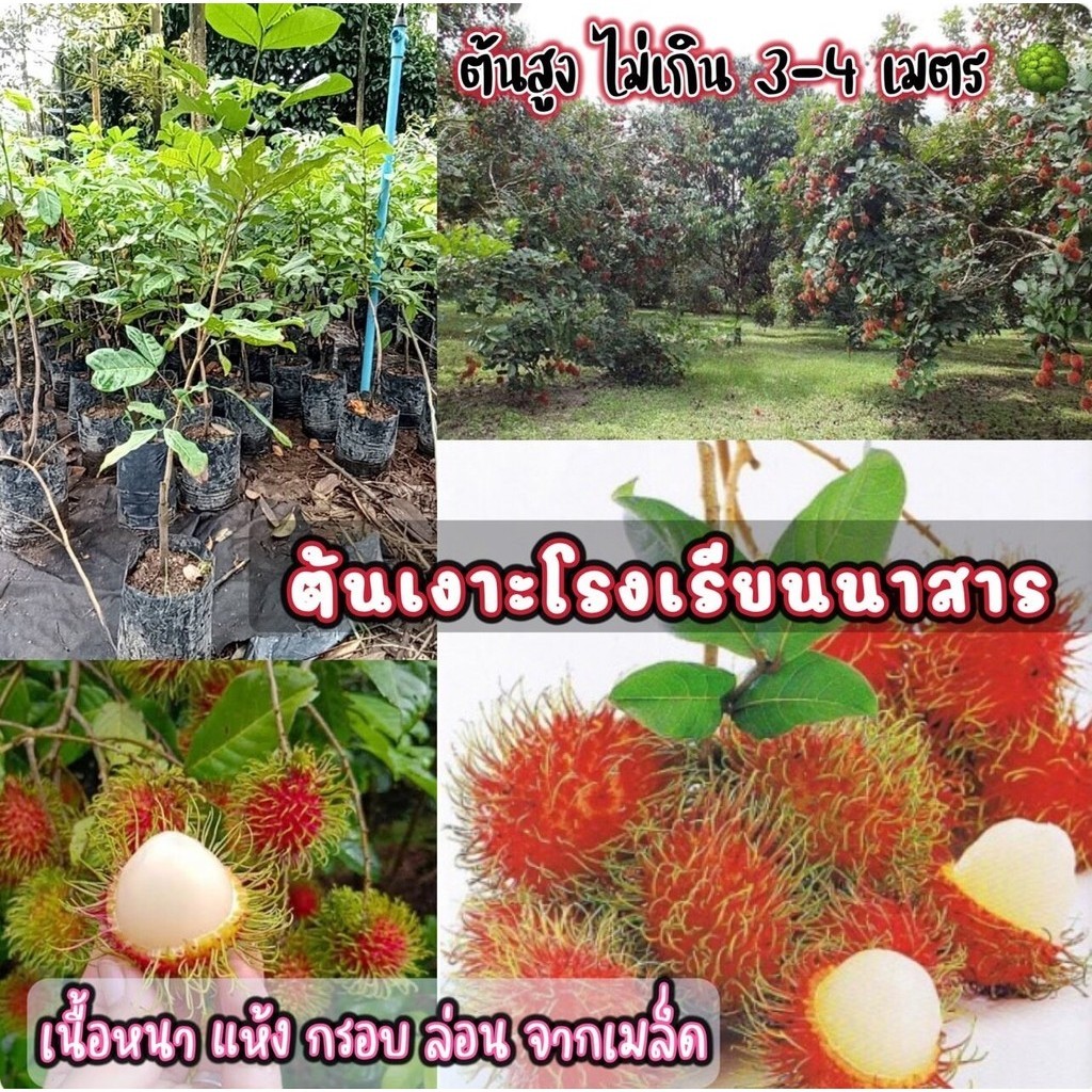 ต้นพันธุ์เงาะโรงเรียนนาสาร ต้นพันธุ์ติดตา ต้นสูง 70 ซม. ปลูกง่ายโตไว รสชาติหอมอร่อย เนื้อร่อน จากเมล็ด