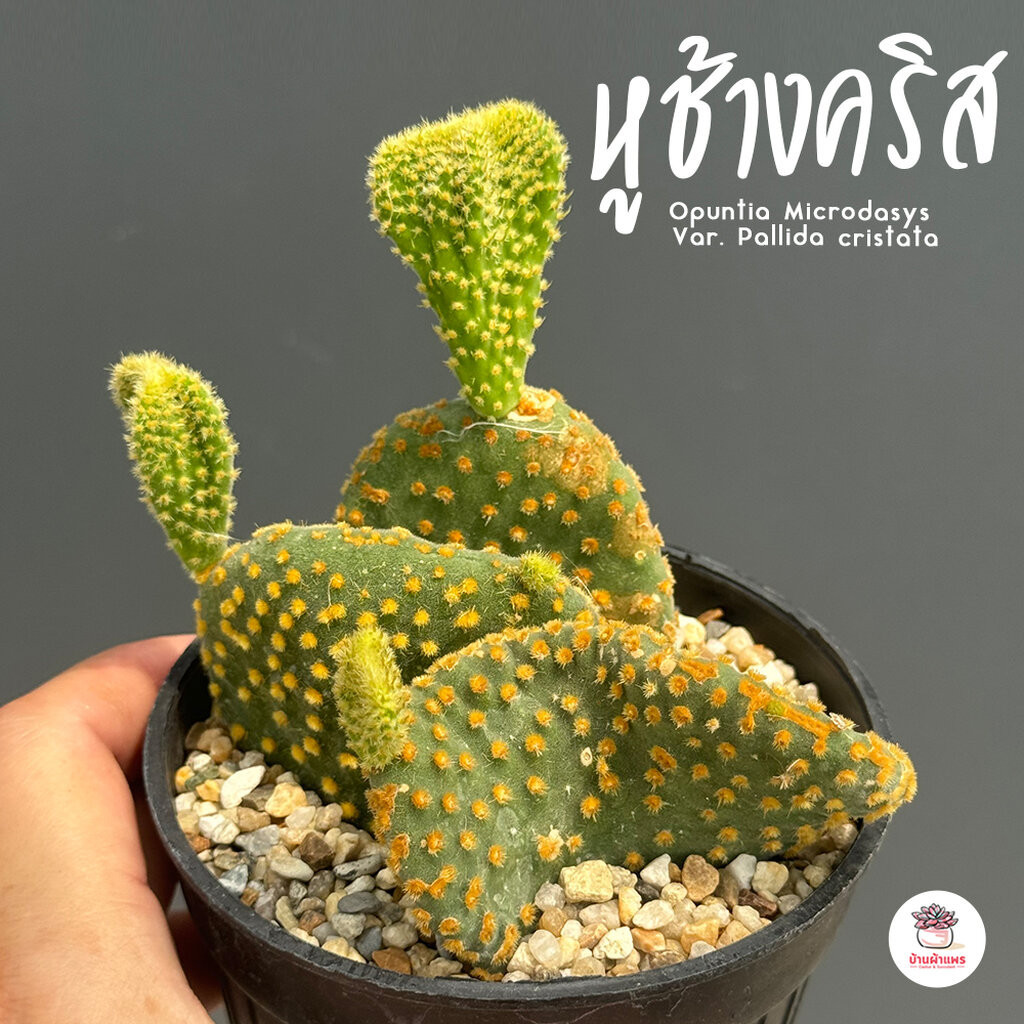 หูช้างคริส Opuntia Microdasys Var. Pallida cristata ไม้อวบน้ำ กุหลาบหิน cactus&succulent
