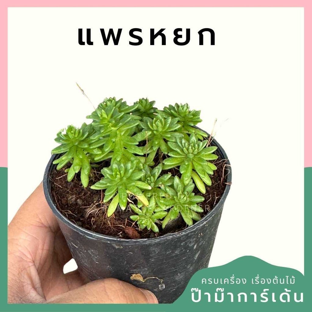 แพรหยก พร้อมกระถาง 3 นิ้ว