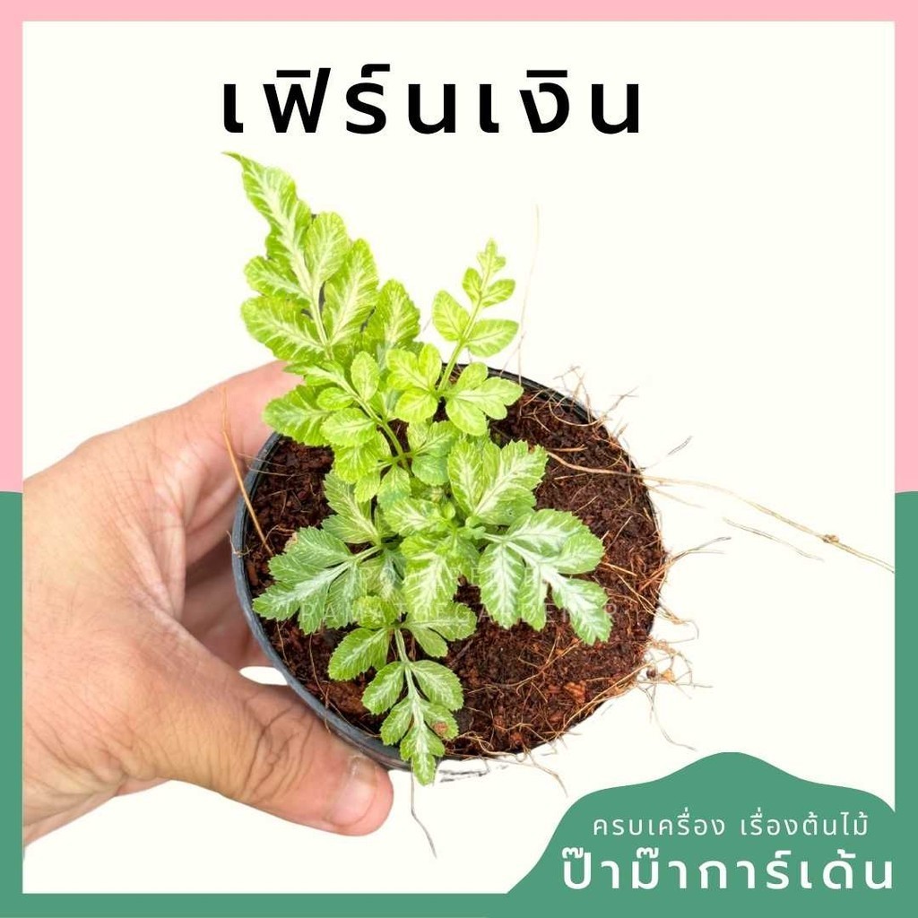 เฟิร์นเงิน พร้อมกระถาง 3 นิ้ว