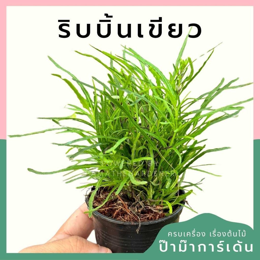 ริบบิ้นเขียว พร้อมกระถาง 3 นิ้ว