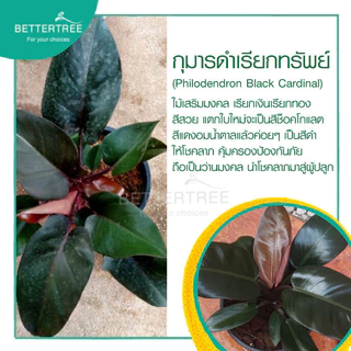 กุมารดำเรียกทรัพย์ กระถาง 5 นิ้ว ต้นไม้มงคล ไม้ฟอกอากาส